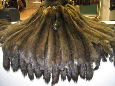 La fourrure le plus cher. manteaux de zibeline. Manteau de fourrure vigogne