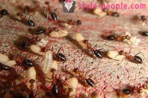 Huile Ant pour l'épilation: avis, instructions, contre-indications