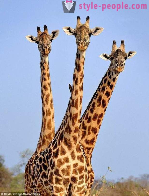 En Zambie, la girafe à trois têtes a frappé le tir