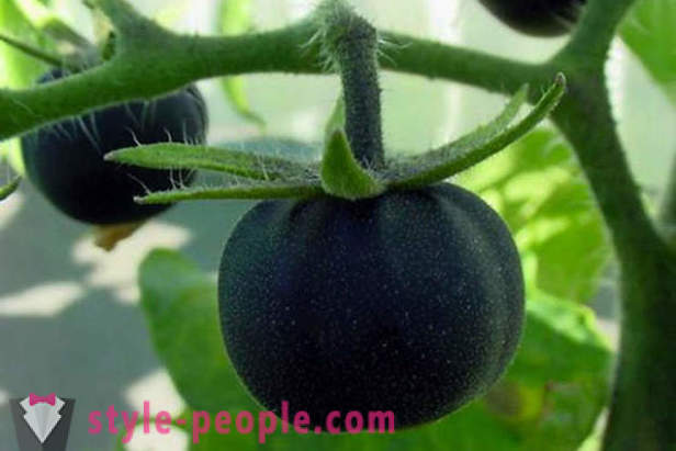 Tomates noires de qualité inhabituelle