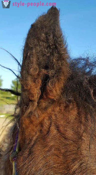 Cheval Curly - un vrai miracle de la nature