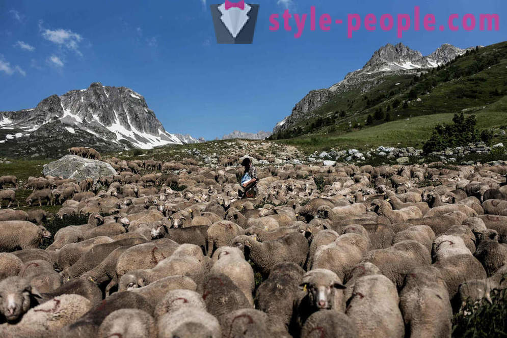 La vie du berger dans les Alpes