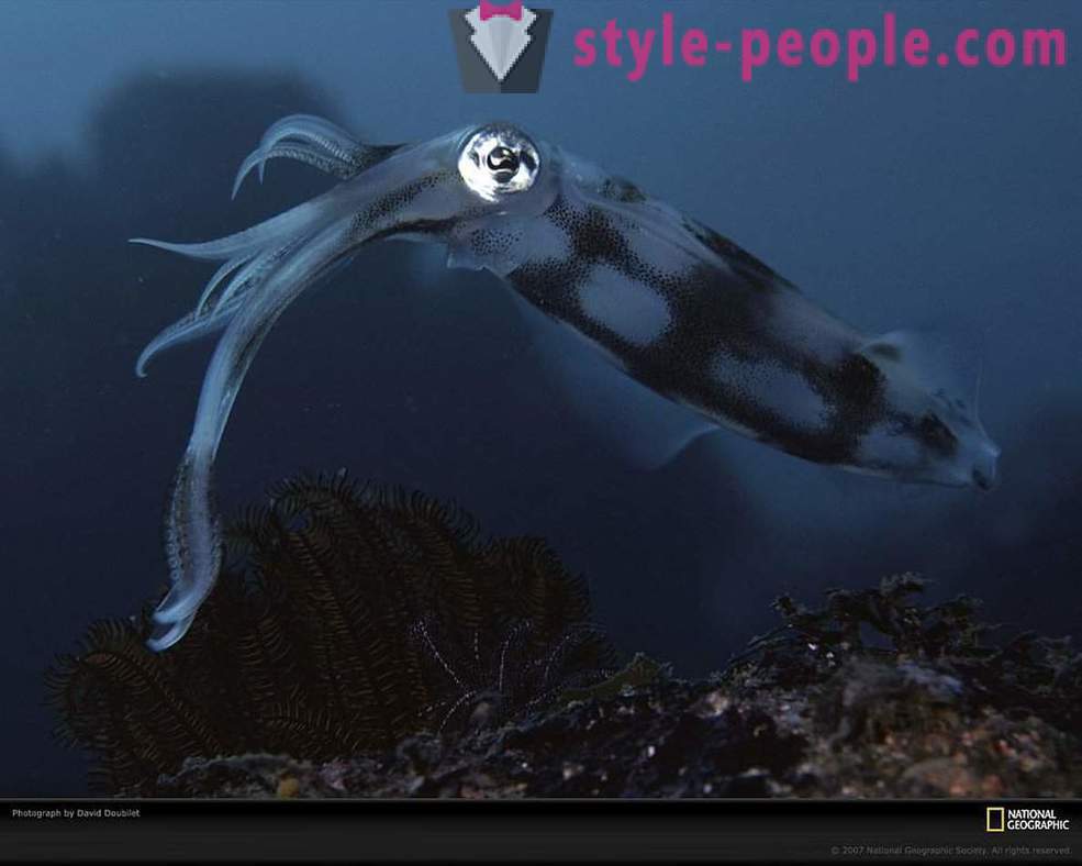 Habitants étonnants du monde sous-marin en images