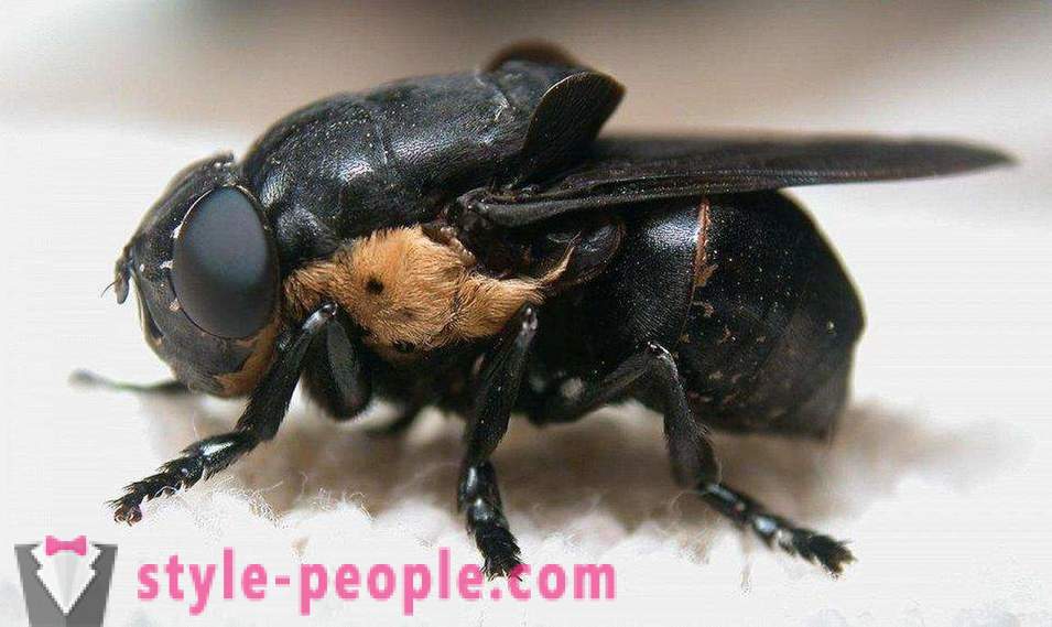 Les insectes les plus dangereux de la planète