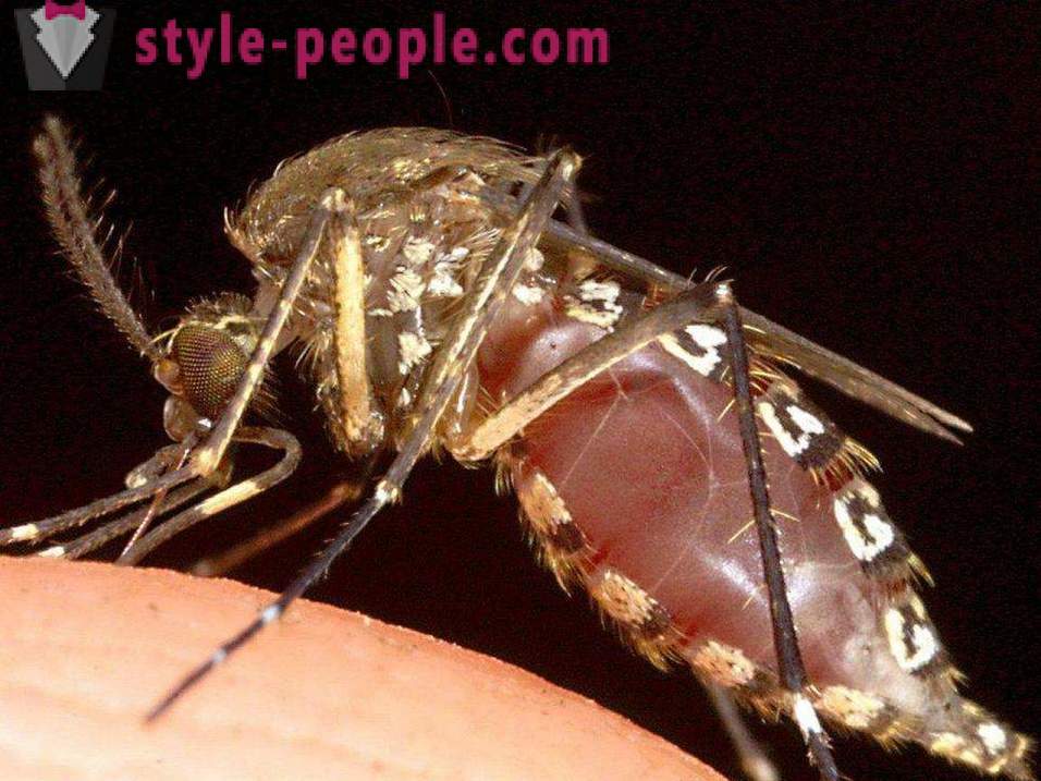Les insectes les plus dangereux de la planète