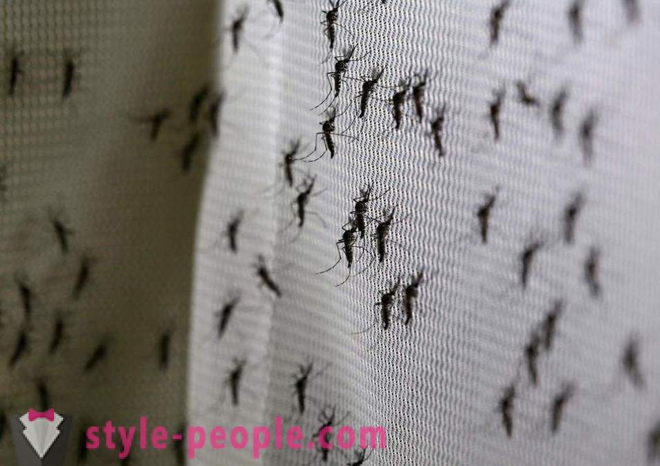 Bill Gates a alloué des millions de dollars pour créer un tueur de moustiques