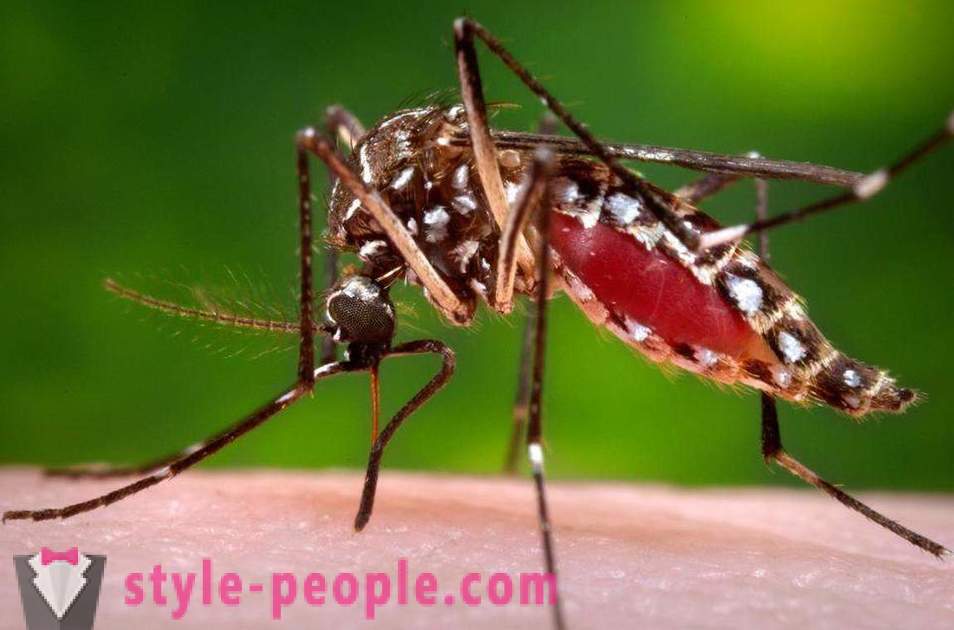 Bill Gates a alloué des millions de dollars pour créer un tueur de moustiques