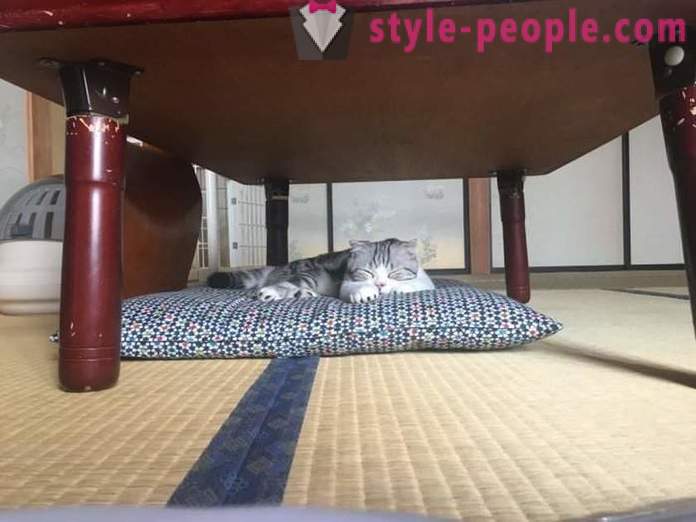 Hôtel japonais, où vous pouvez prendre un chat à louer