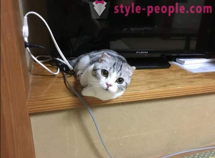 Hôtel japonais, où vous pouvez prendre un chat à louer