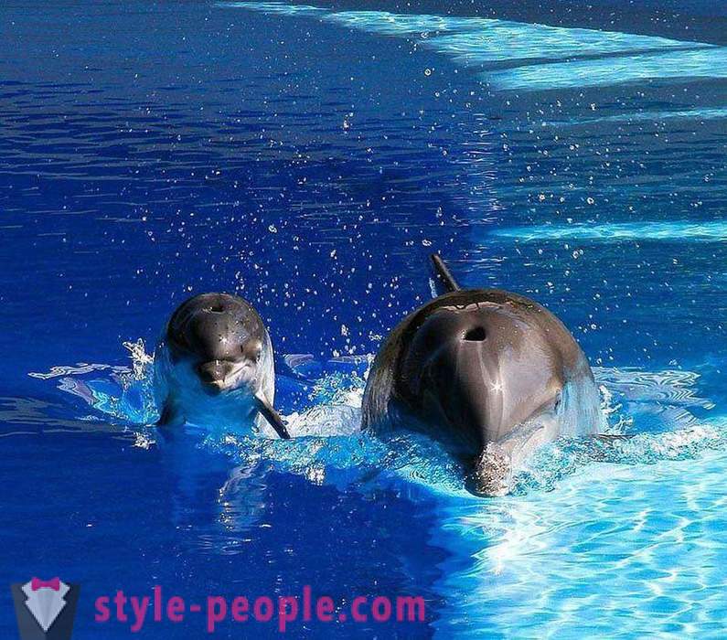 Incroyable sur les dauphins