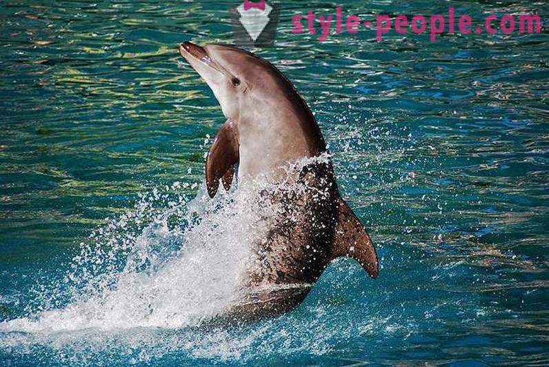 Incroyable sur les dauphins