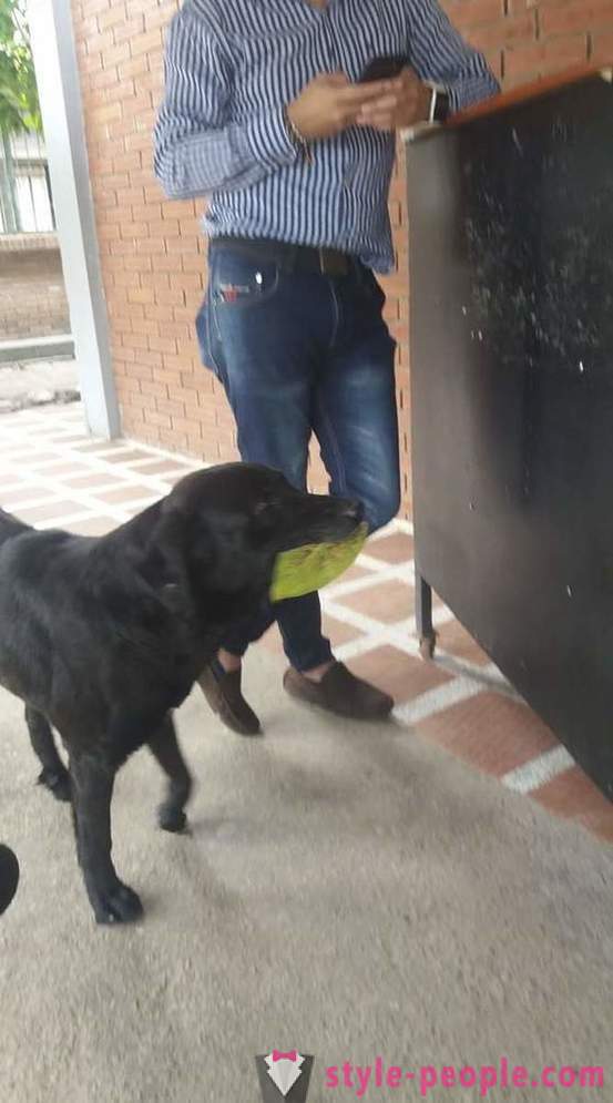 Le chien a appris à acheter de la nourriture pour sa propre monnaie
