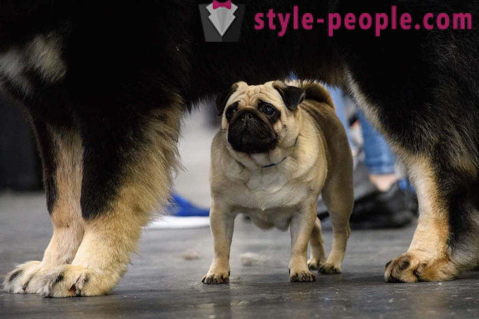 Crufts Dog Show 2018: comment était le plus grand salon de chien de l'Europe