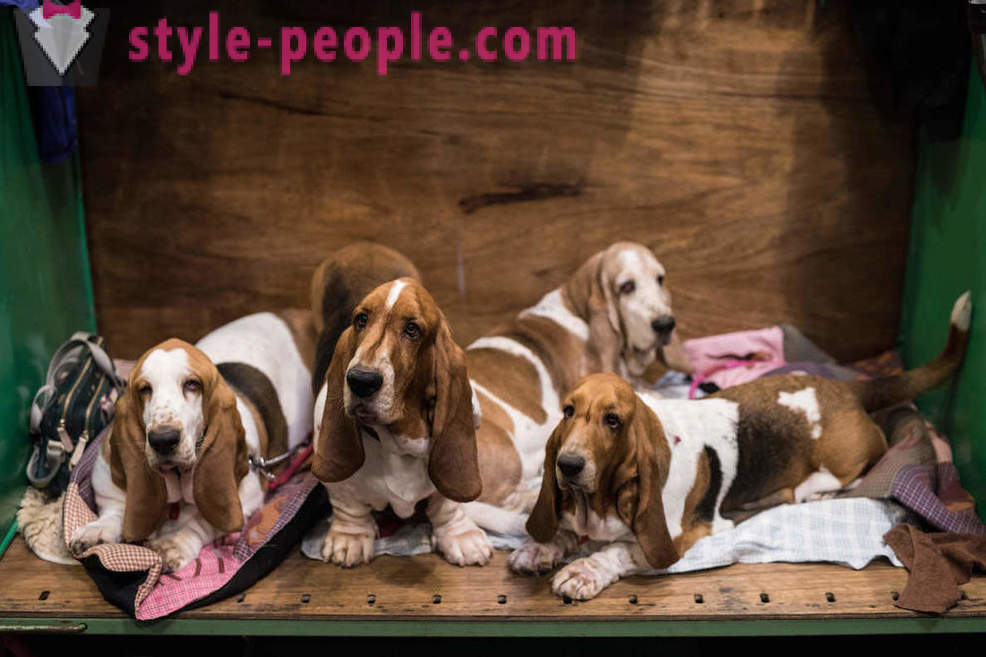 Crufts Dog Show 2018: comment était le plus grand salon de chien de l'Europe