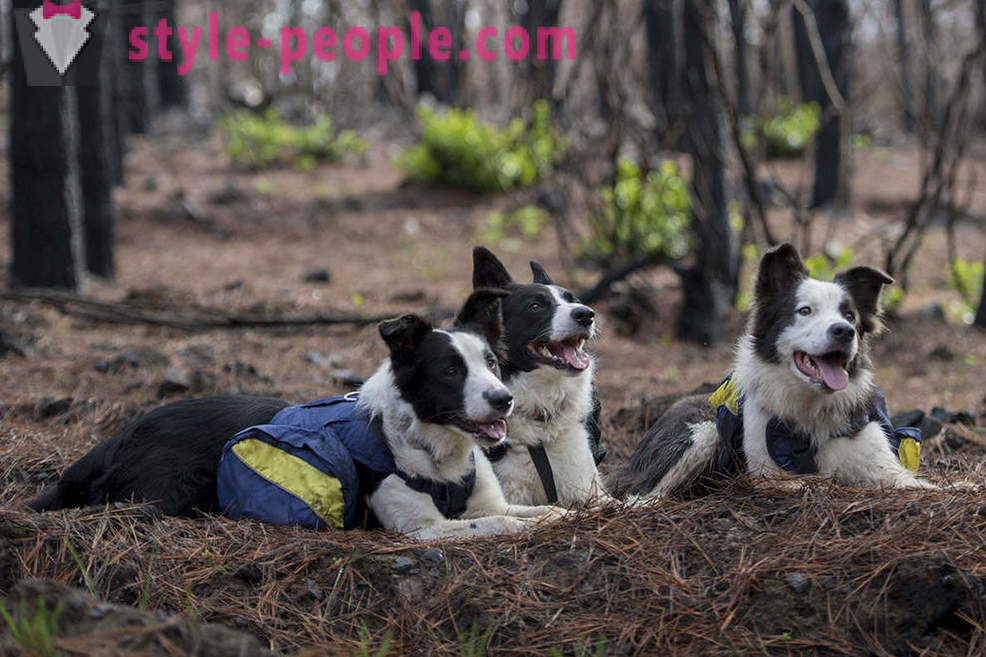 Les chiens aident à restaurer les forêts chiliennes