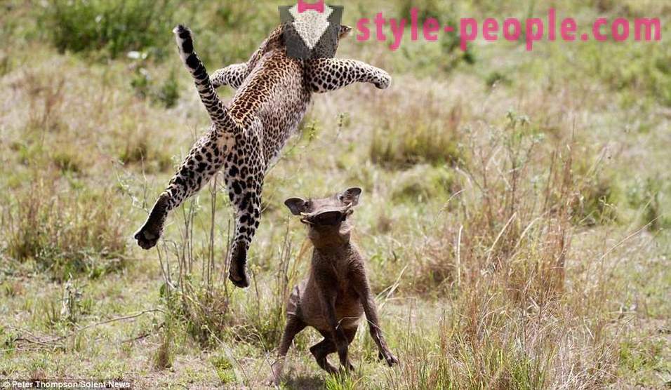 Chasse Virtuosi: Flying Leopard