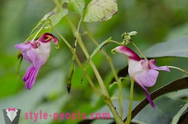 De belles fleurs, comme quoi que ce soit, mais pas sur les fleurs