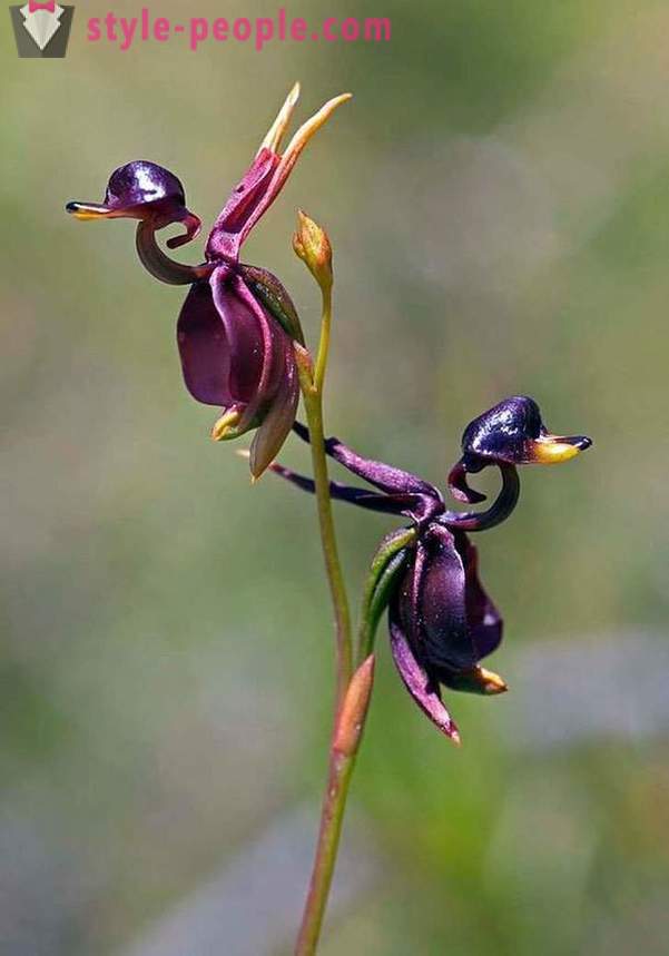 De belles fleurs, comme quoi que ce soit, mais pas sur les fleurs