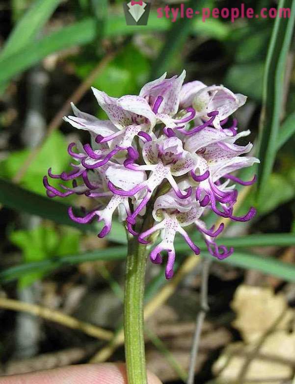 De belles fleurs, comme quoi que ce soit, mais pas sur les fleurs