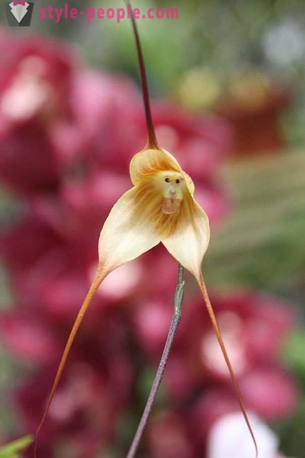 De belles fleurs, comme quoi que ce soit, mais pas sur les fleurs