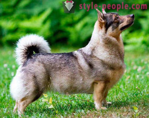17 races de chiens adorables, que vous ne l'avez jamais entendu parler