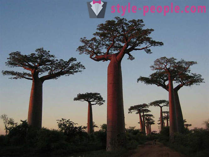 Les arbres les plus impressionnants du monde