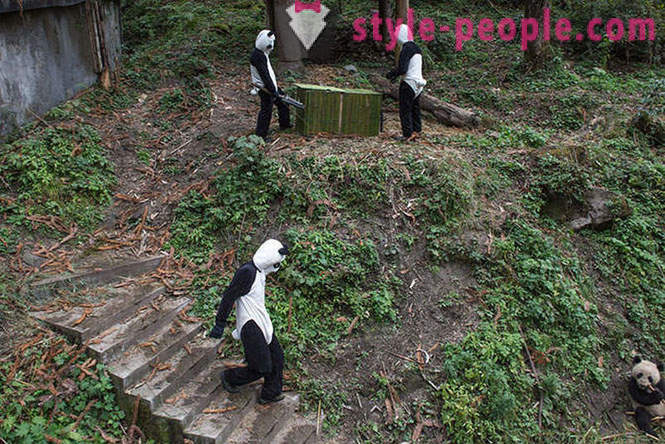Comment faire pousser pandas géants dans le Sichuan