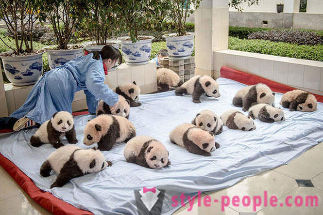 Comment faire pousser pandas géants dans le Sichuan