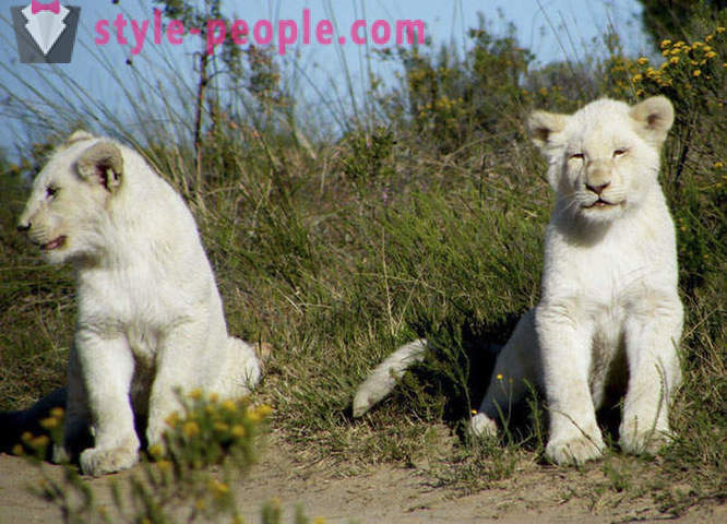 Une promenade en compagnie de lions blancs