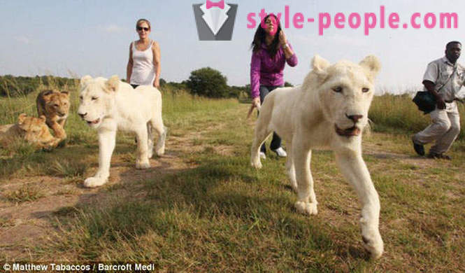 Une promenade en compagnie de lions blancs