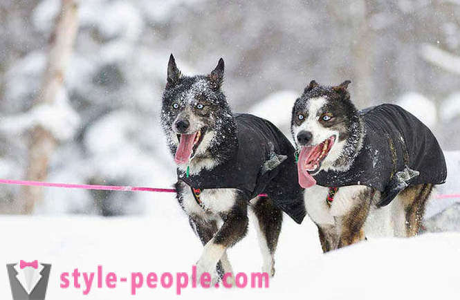 Course de chiens de traîneau Iditarod 2012