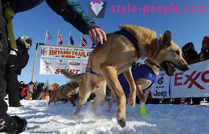 Course de chiens de traîneau Iditarod 2012