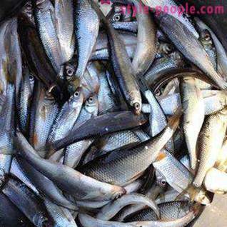 Pêche sur Pakhra: photos et commentaires. lieux de pêche