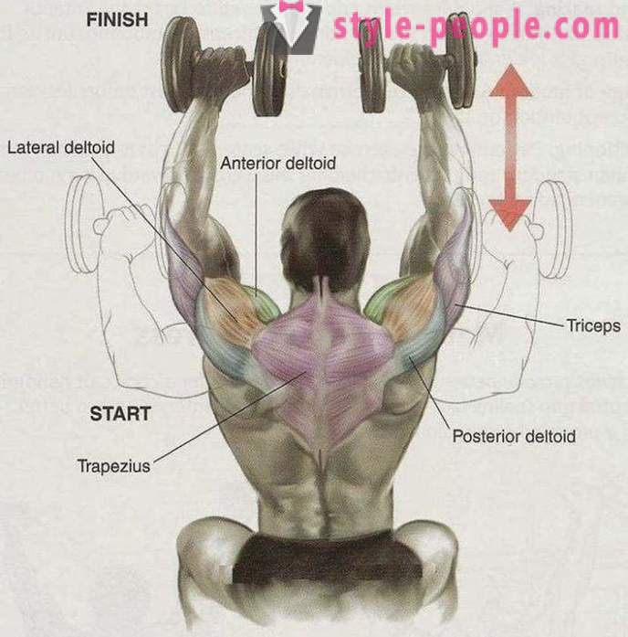 Former les épaules. exercices efficaces pour les épaules