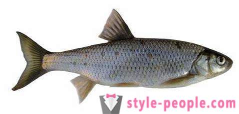 Elec (poissons): description et les photos. La pêche d'hiver sur dace