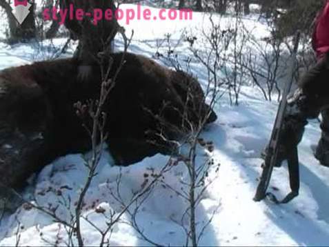 Chasse à l'ours en hiver. La chasse des ours polaires
