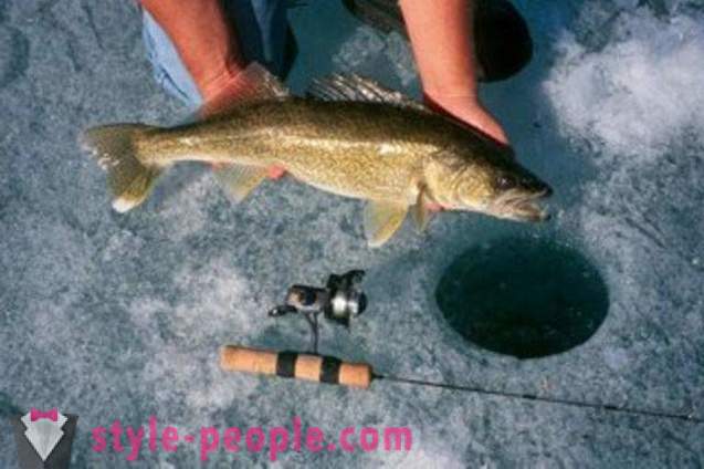 Attraper hiver pêche à la traîne du doré jaune. Prendre la perche sur zherlitsy d'hiver