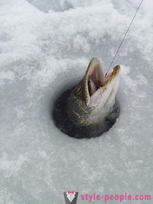 Pêche au brochet sur l'hiver zherlitsy. pêche au brochet dans la pêche à la traîne d'hiver