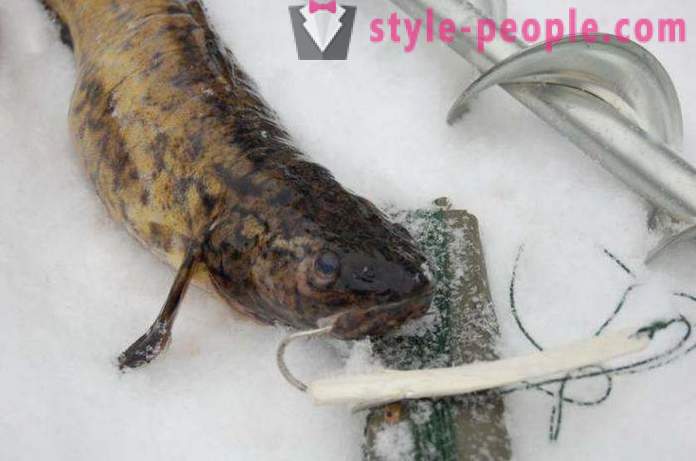 Pêche à la lotte en hiver sur zherlitsy. Prendre la lotte en pêche à la traîne d'hiver