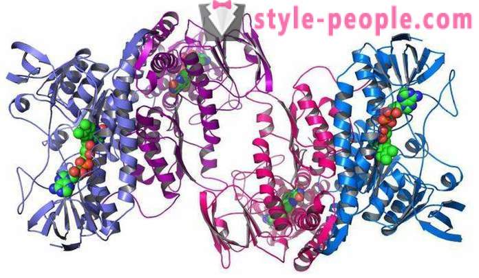 Protéines - Les protéines sont ... pour un ensemble de masse musculaire: avis