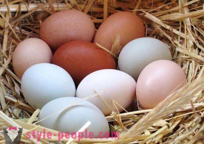 Régime d'œufs: la description, avantages et inconvénients