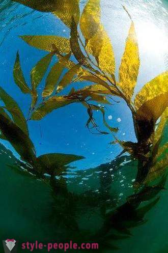 Varech perte de poids. Laminaria (kelp) pour la perte de poids et le nettoyage du corps